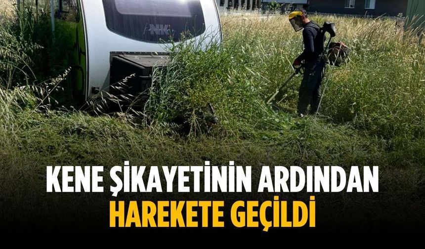 Kene şikayetinin ardından harekete geçildi