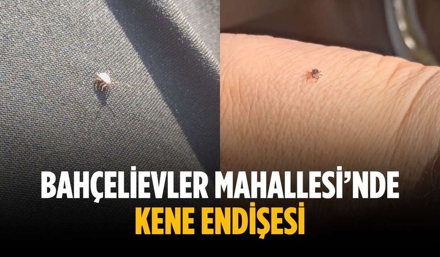 Bahçelievler Mahallesi’nde kene endişesi