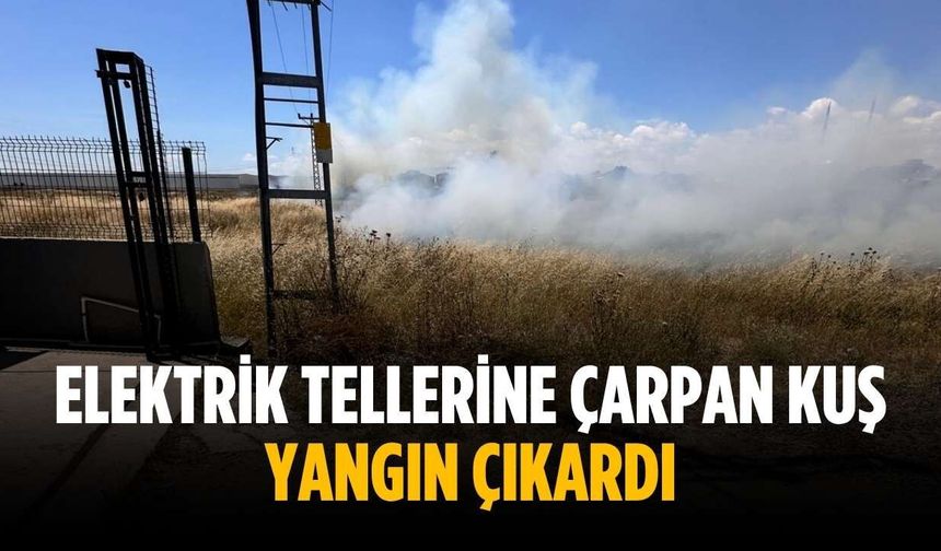 Elektrik tellerine çarpan kuş yangın çıkardı
