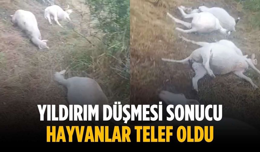 Yıldırım düşmesi sonucu hayvanlar telef oldu