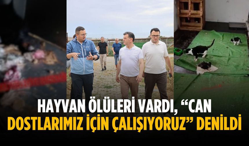 Hayvan ölüleri vardı, “Can dostlarımız için çalışıyoruz” denildi