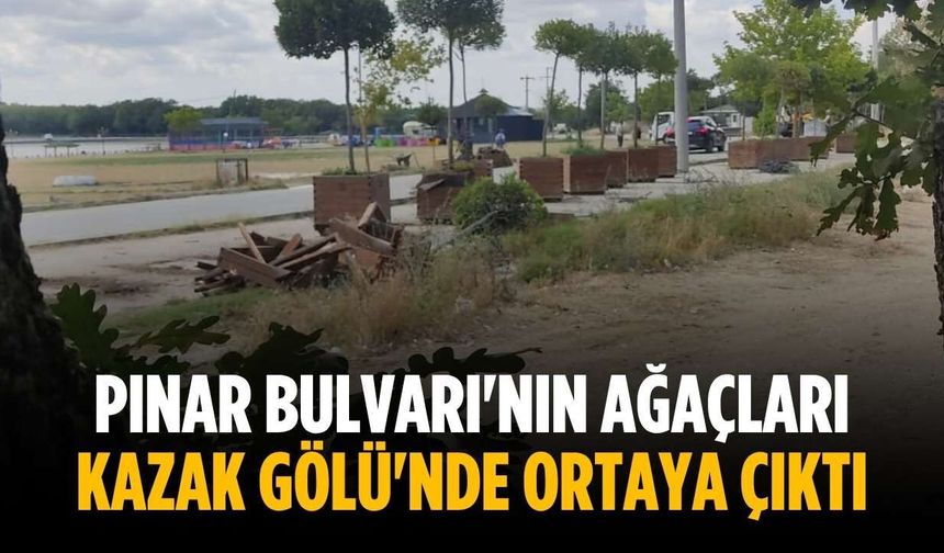 Pınar Bulvarı'nın ağaçları Kazak Gölü'nde ortaya çıktı