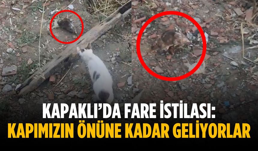 Kapaklı’da fare istilası: Kapımızın önüne kadar geliyorlar