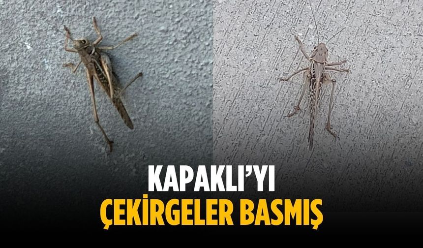 “Kapaklı’yı çekirgeler basmış”