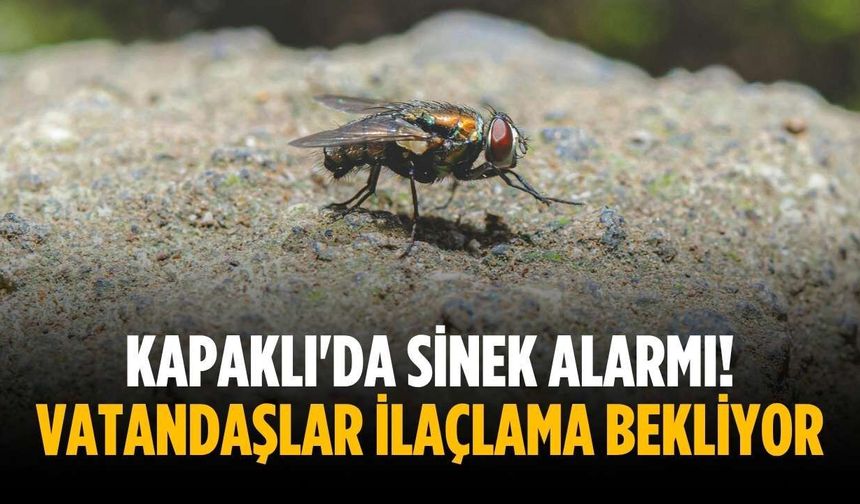 Kapaklı'da sinek alarmı! Vatandaşlar ilaçlama bekliyor