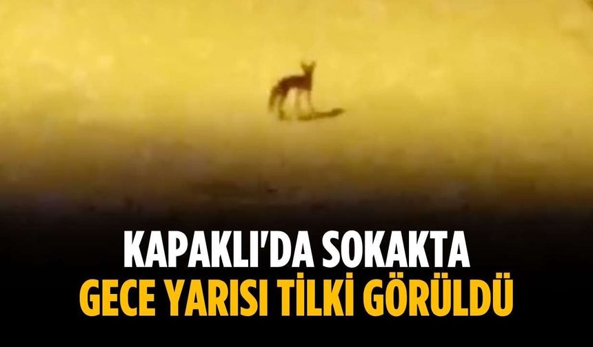 Kapaklı'da sokakta gece yarısı tilki görüldü