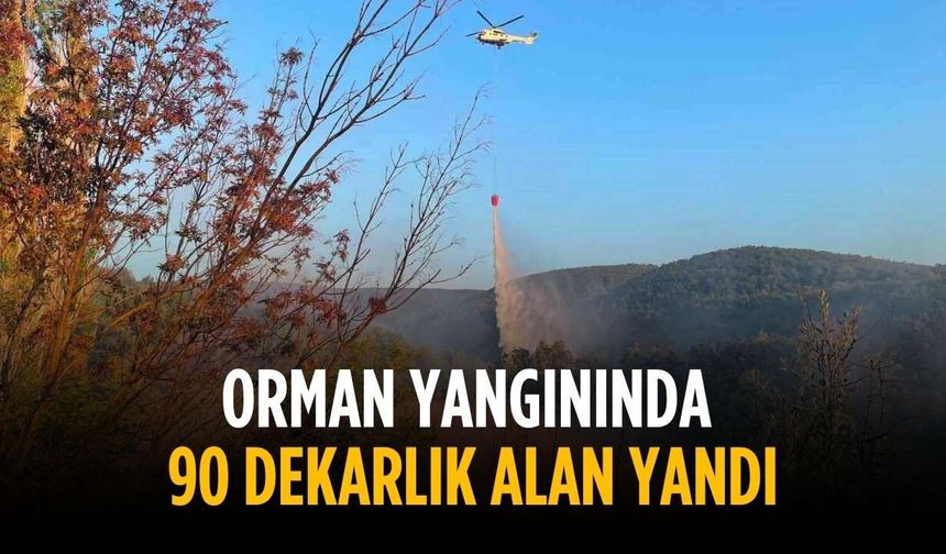 Orman yangınında 90 dekarlık alan zarar gördü