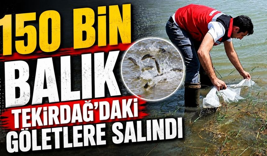 150 bin balık Tekirdağ'daki göletlere salındı