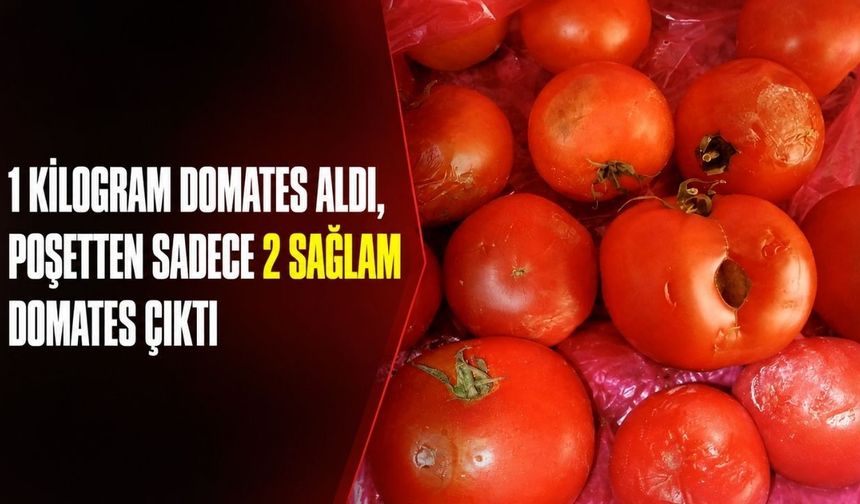 1 Kilo domatesten sadece 2’si sağlam çıktı