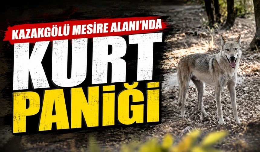 Kazakgölü Mesire Alanı’nda kurt paniği