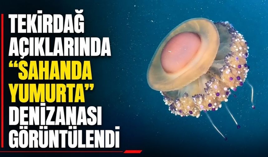 Tekirdağ açıklarında “sahanda yumurta” denizanası görüntülendi