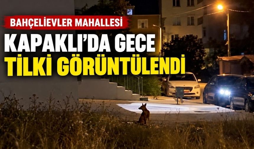Kapaklı'da gece tilki görüntülendi