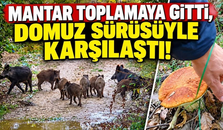 Mantar toplamaya gitti, domuz sürüsüyle karşılaştı
