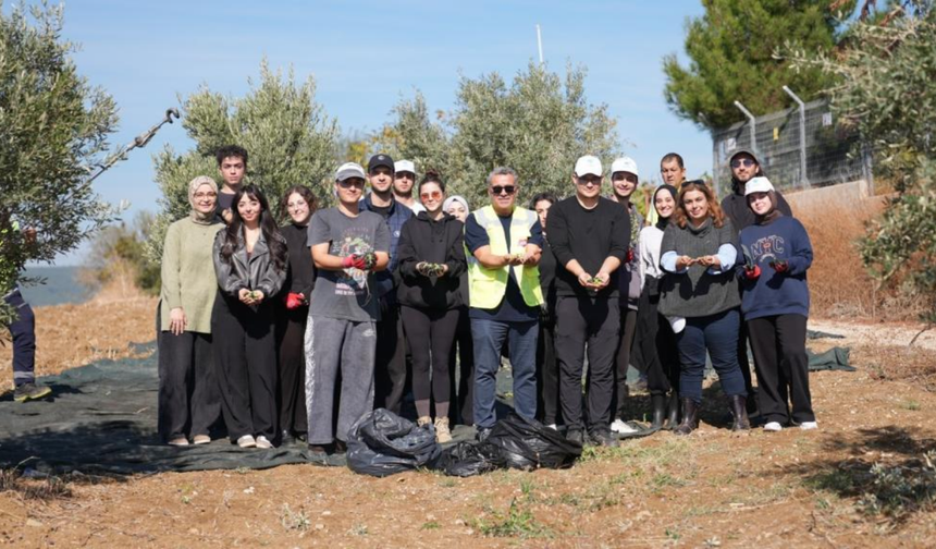 Üniversiteli gençler Şarköy’de zeytin hasadında