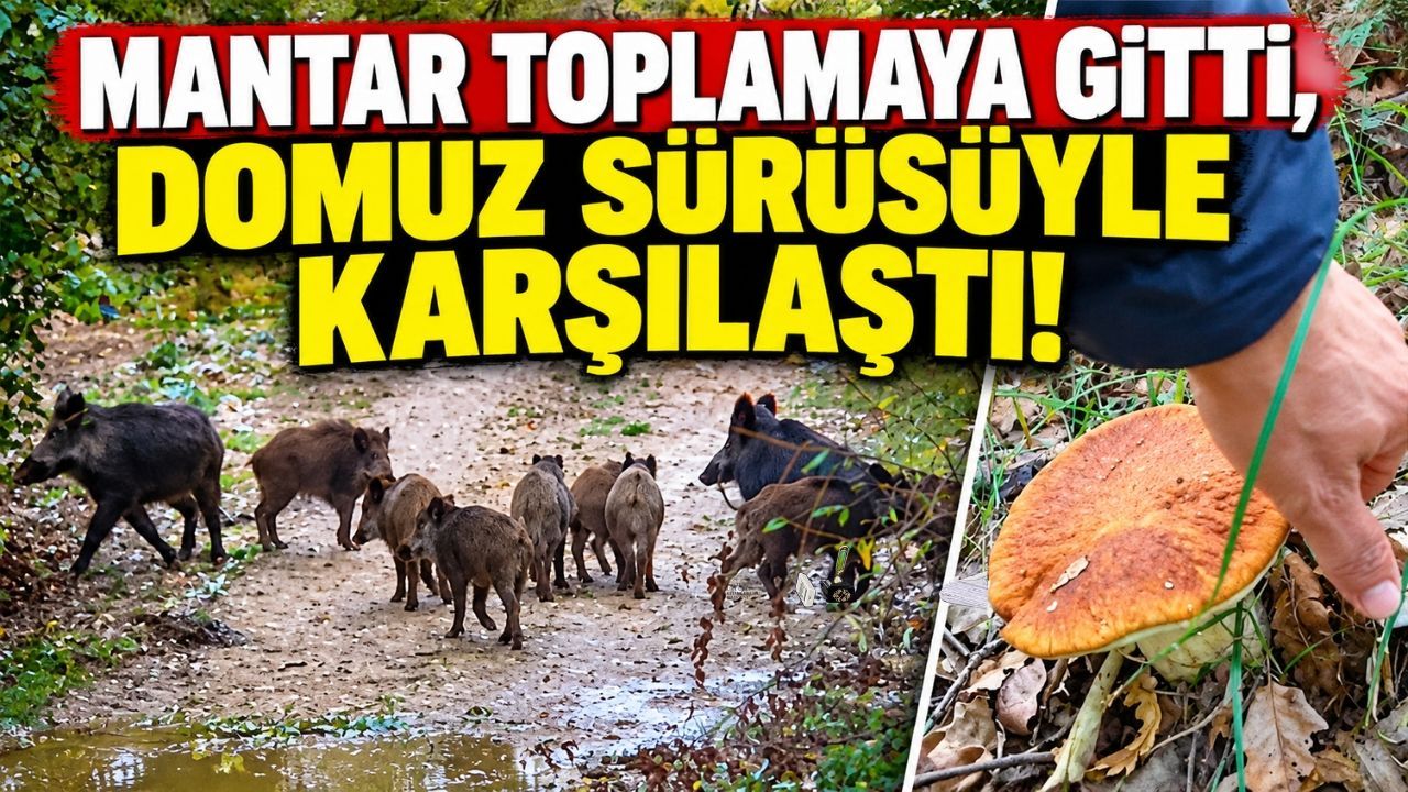 Mantar toplamaya gitti, domuz sürüsüyle karşılaştı