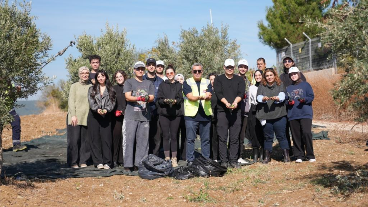 Üniversiteli gençler Şarköy’de zeytin hasadında